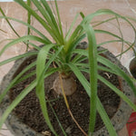 Kuber Kand Paudha badhega dhan ki prapti hogi,As the Kuber Kand Plant grows, wealth will increase.