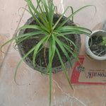 Kuber Kand Paudha badhega dhan ki prapti hogi,As the Kuber Kand Plant grows, wealth will increase.