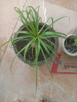 Kuber Kand Paudha badhega dhan ki prapti hogi,As the Kuber Kand Plant grows, wealth will increase.