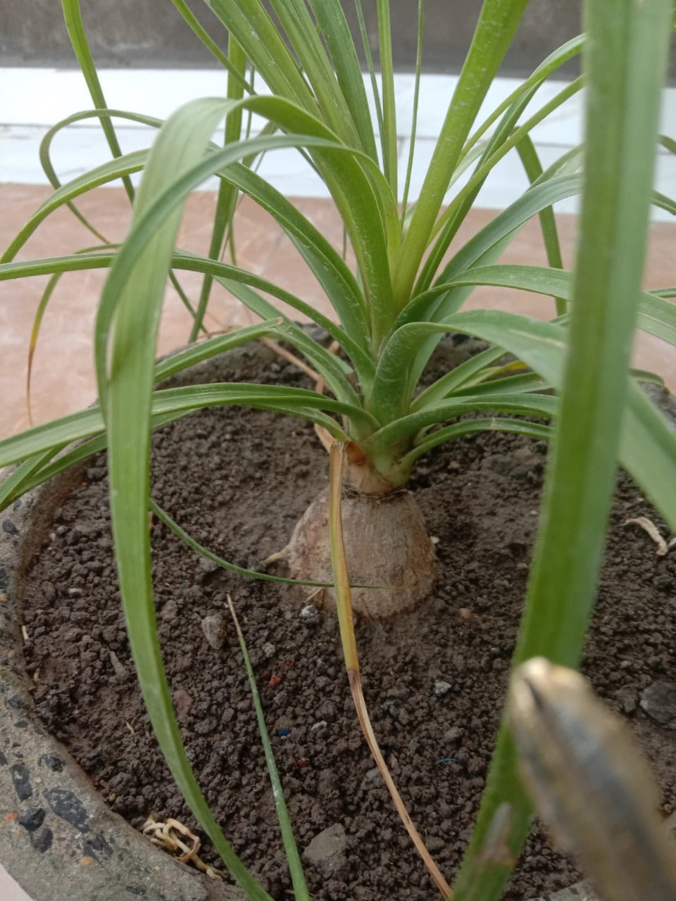 Kuber Kand Paudha badhega dhan ki prapti hogi,As the Kuber Kand Plant grows, wealth will increase.