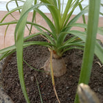 Kuber Kand Paudha badhega dhan ki prapti hogi,As the Kuber Kand Plant grows, wealth will increase.
