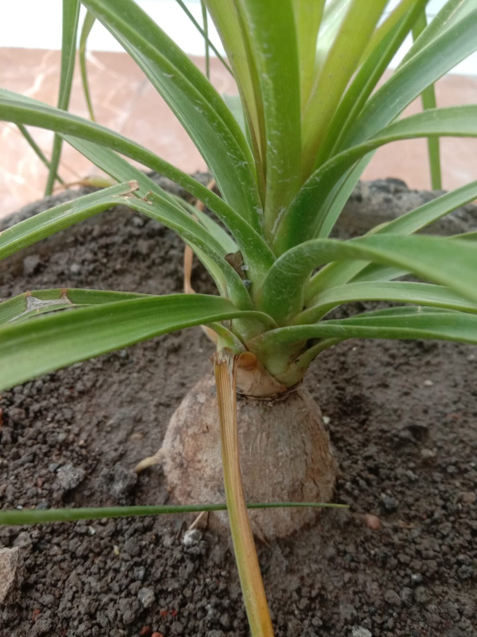 Kuber Kand Paudha badhega dhan ki prapti hogi,As the Kuber Kand Plant grows, wealth will increase.