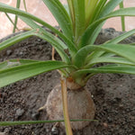 Kuber Kand Paudha badhega dhan ki prapti hogi,As the Kuber Kand Plant grows, wealth will increase.