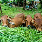 Gau Seva – Feed Rescued & Sacred Cows for Divine Blessings