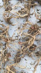 Tulsi Ki Jad (Tulsi Root)