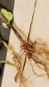 Tulsi Ki Jad (Tulsi Root)