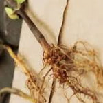 Tulsi Ki Jad (Tulsi Root)