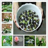 Transform Your Space with 11 Activated Siddh Bonsai Lotus Seeds!