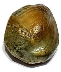 Original & Energized Machh Mani Stone