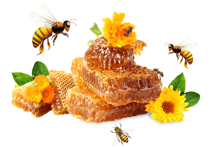 Wild Forest Honey - Raw, Pure & Organic from Satpura
