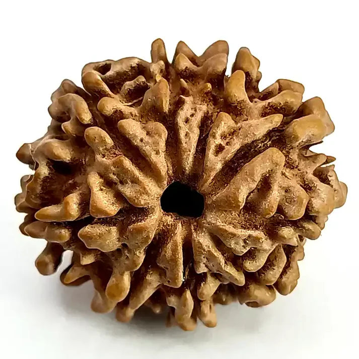 Rudraksh 9 Mukhi - Energized