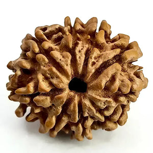 Rudraksh 9 Mukhi - Energized