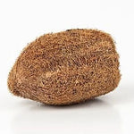 Ekakshi Nariyal, One Eyed Coconut Original & Energized for Power, Prosperity and Wealth