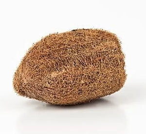 Ekakshi Nariyal, One Eyed Coconut Original & Energized for Power, Prosperity and Wealth