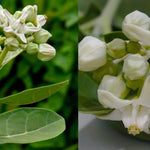 Safed Aak ki Jad /Safed Madar ki Jad /Powerful Energized white Aak root 100gm