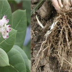 Safed Aak ki Jad /Safed Madar ki Jad /Powerful Energized white Aak root 100gm