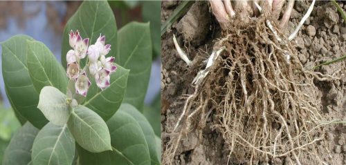 Safed Aak ki Jad /Safed Madar ki Jad /Powerful Energized white Aak root
