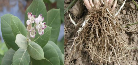 Safed Aak ki Jad /Safed Madar ki Jad /Powerful Energized white Aak root 100gm