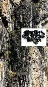 Original Shilajit - from the Mountains of Satpura Reserve Forest